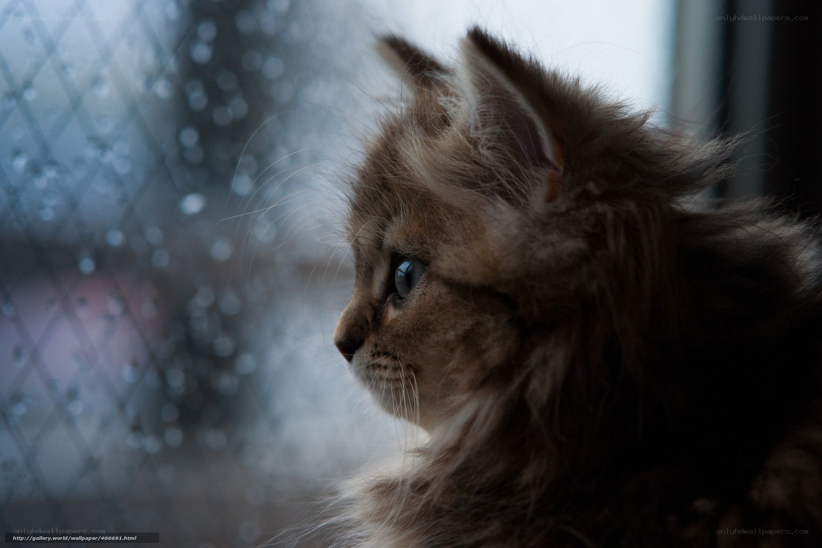 kitten looking out window