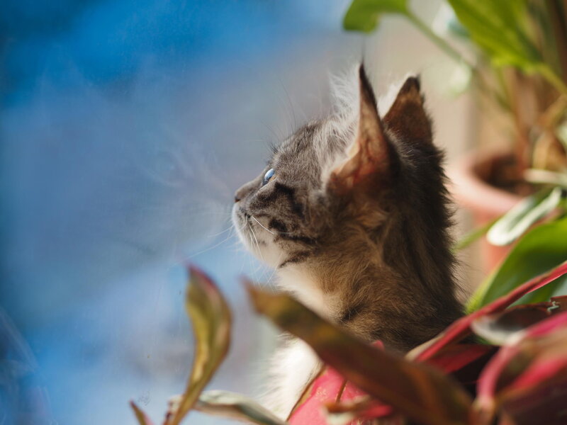 Kitten Looking Out Window — Gray