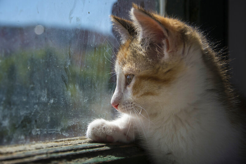 Kitten Looking Out Window — White