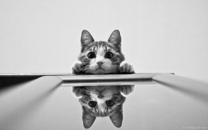 Kitten Looking over Surface