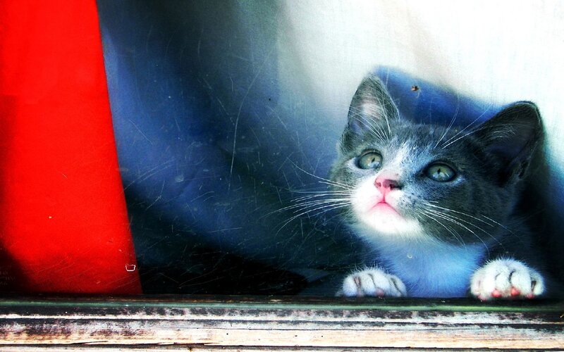 kitten looking through window