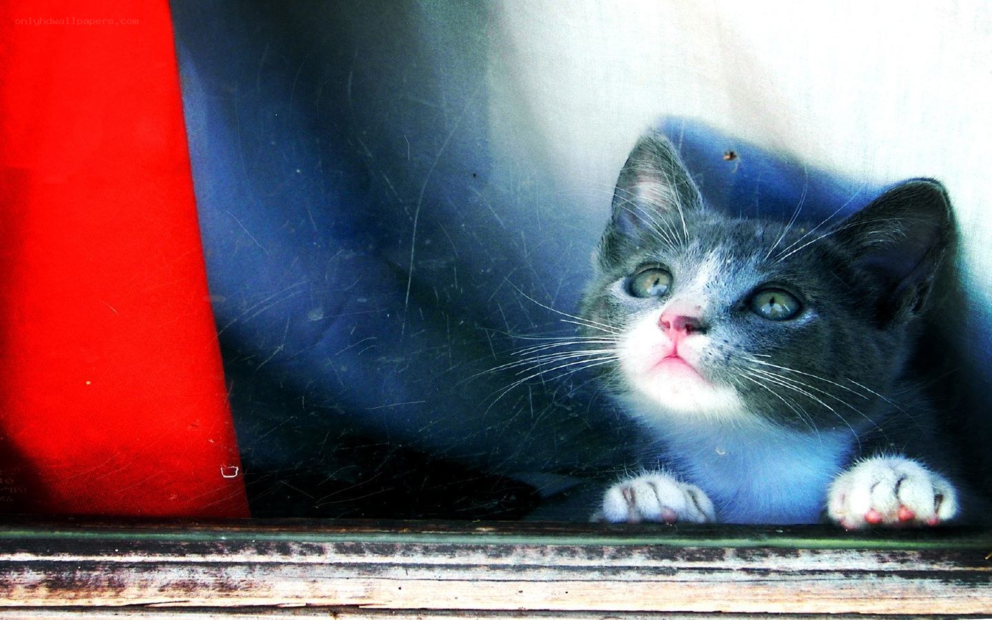 kitten looking through window