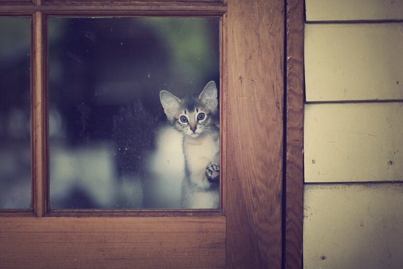 Kitten Looking Through Window — Brown