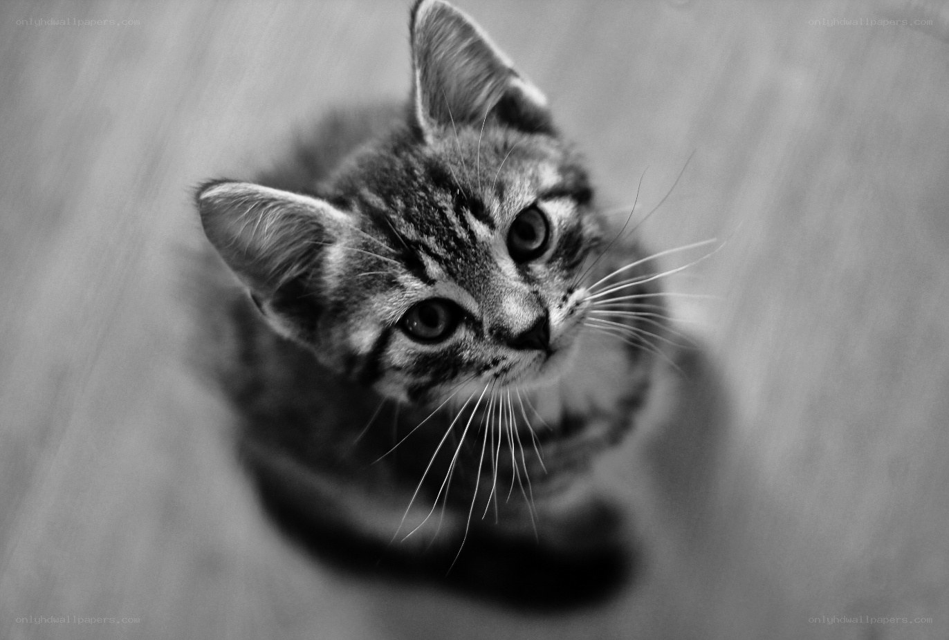 kitten looking up
