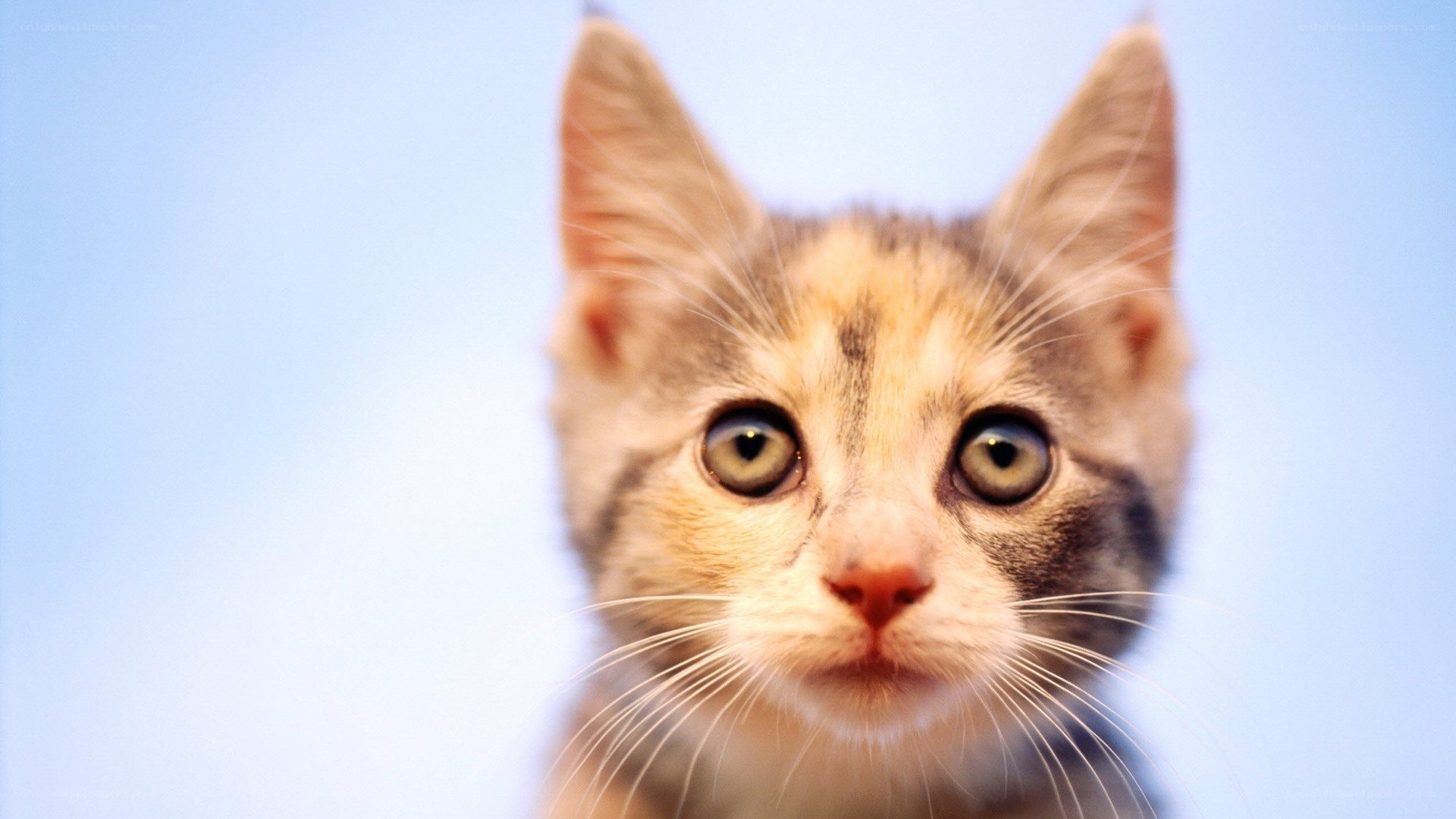 kitten looking up