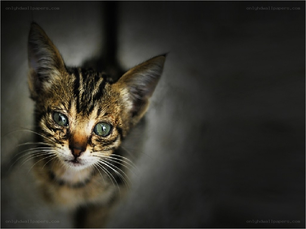 kitten looking up