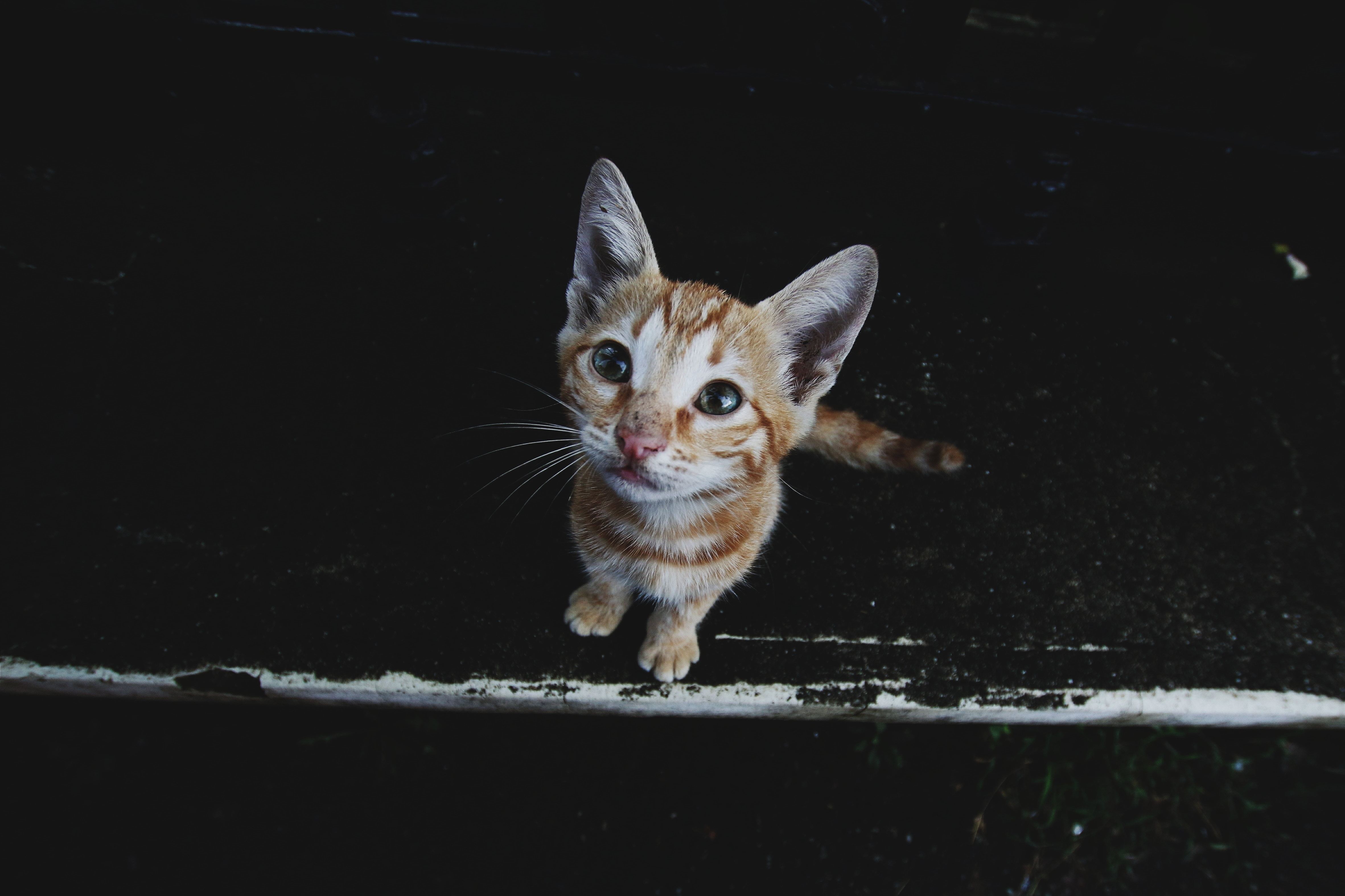 kitten looking up at camera