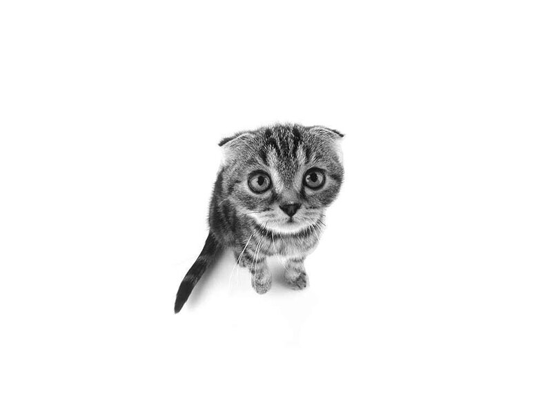kitten looking up at camera