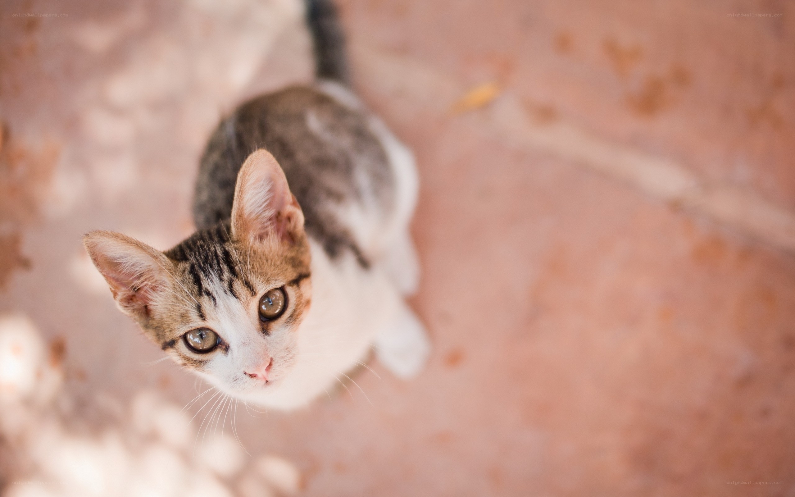 kitten looking up at camera
