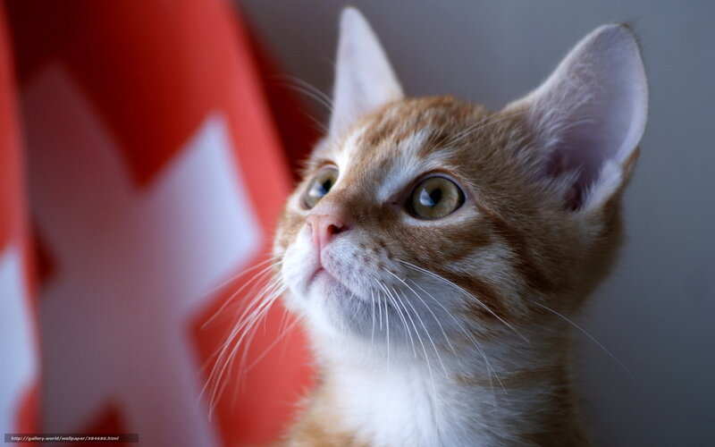 kitten looking up at flag