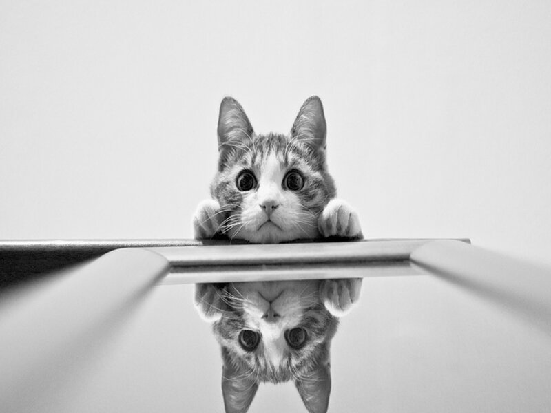 Kitten Looking Up — Black, Curious