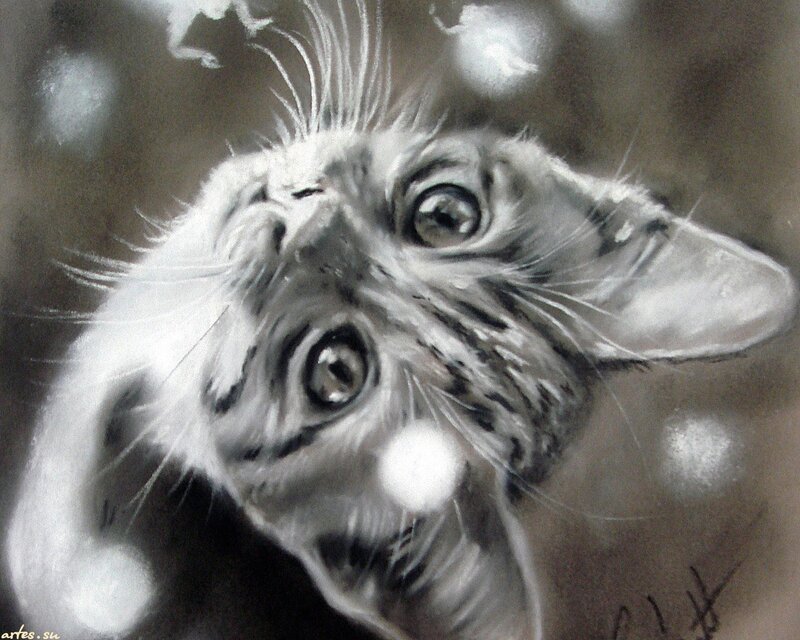 Kitten Looking Up — Black