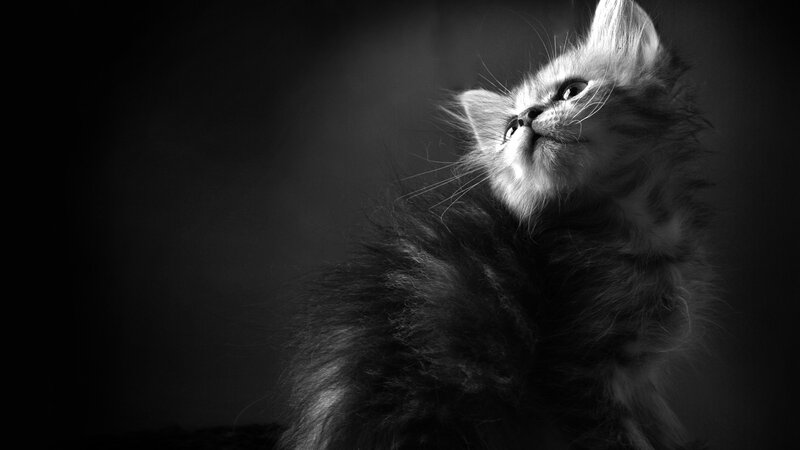 kitten looking up in black and white
