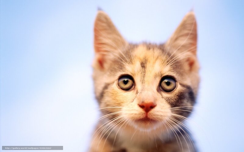 kitten looking up