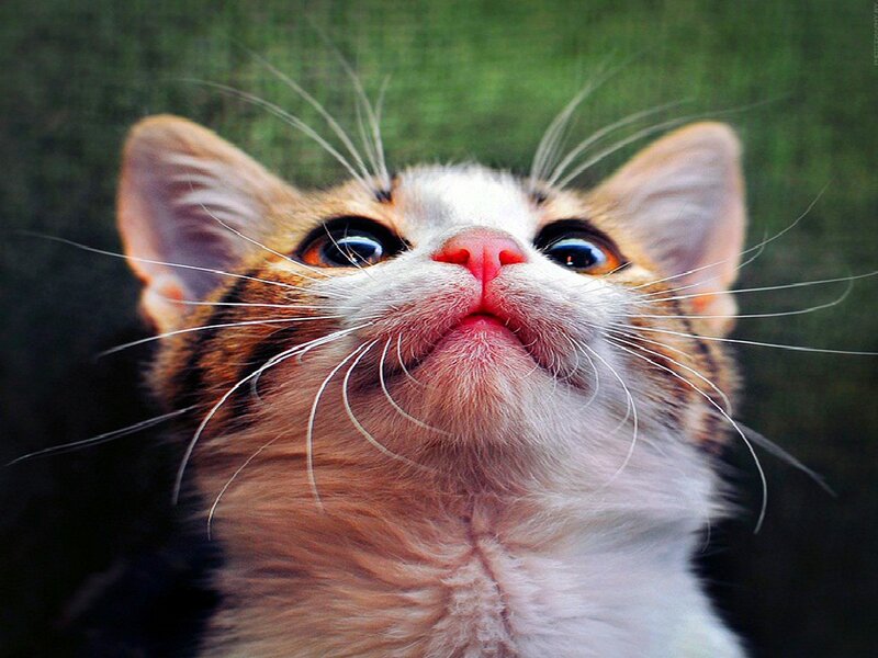 Kitten Looking Up — White, Curious
