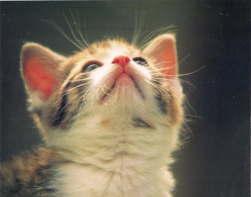 Kitten Looking Up — White