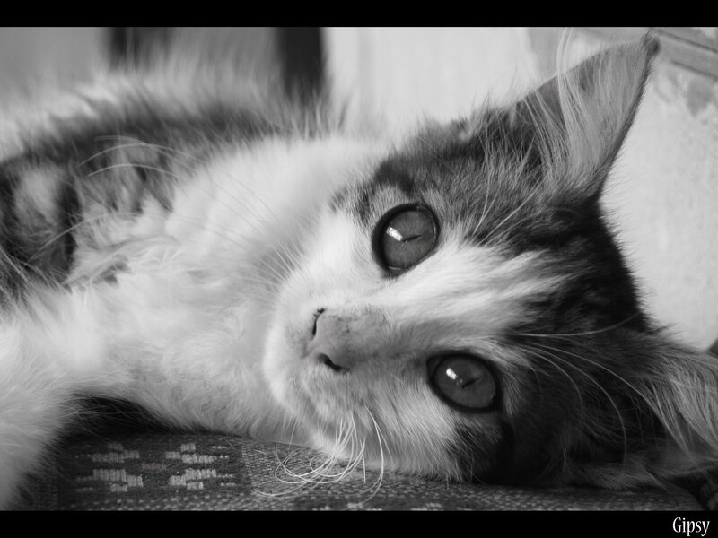 Kitten Lying Down — Black, Calm