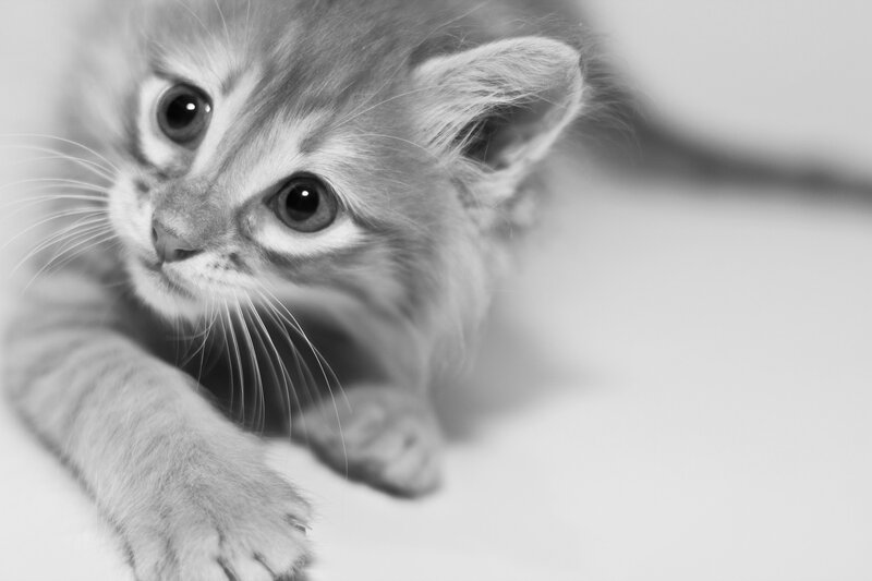 Kitten Lying Down — Black