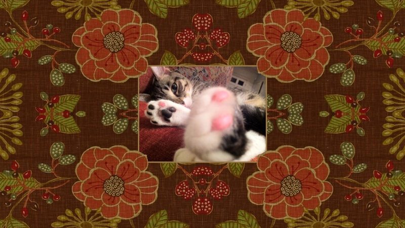 Kitten Lying Down — Brown