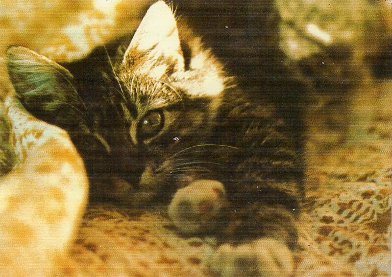 Kitten Lying Down