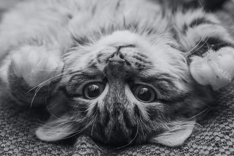 Kitten Lying on Back — Black, Calm