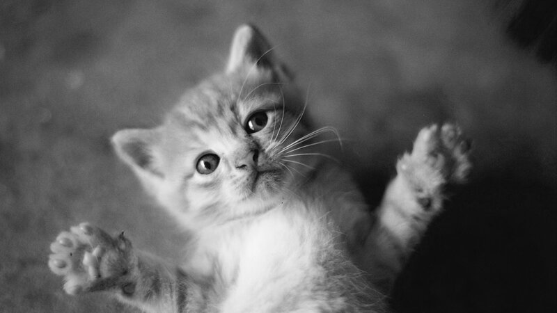 Kitten Lying on Back — Black, Curious