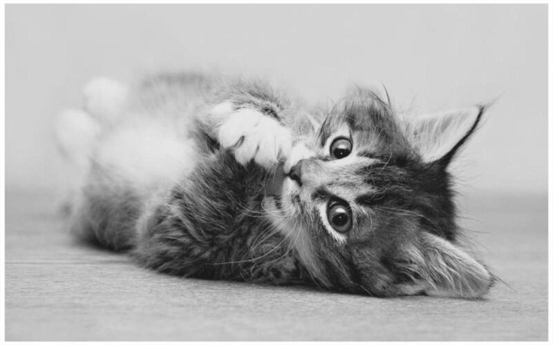Kitten Lying on Back — Black, Playful, Photograph, Floor