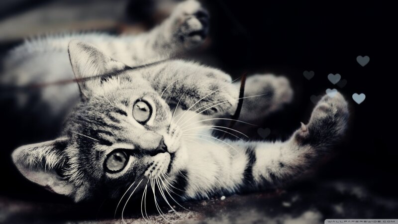 Kitten Lying on Back — Black, Playful, Photograph, Hearts