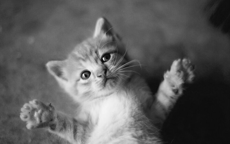 Kitten Lying on Back — Black, Playful, Photograph