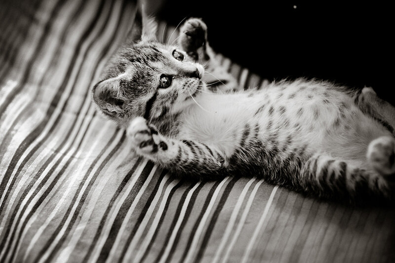 Kitten Lying on Back — Black, Playful