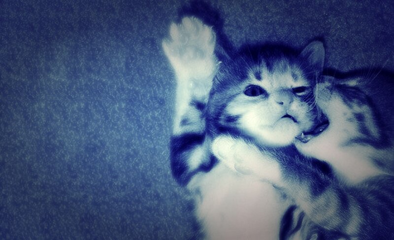 Kitten Lying on Back — Blue, Calm