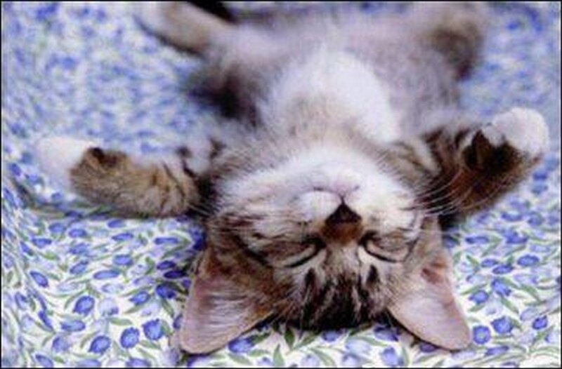 Kitten Lying on Back — Blue, Relaxed