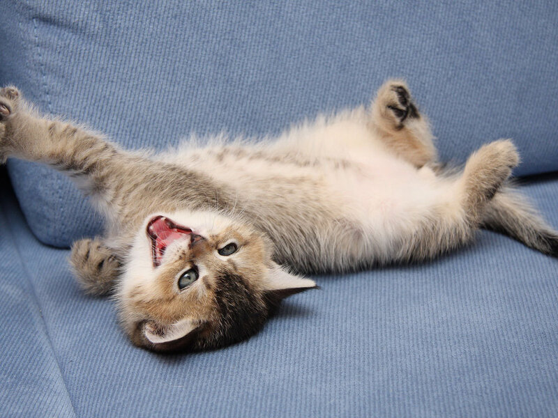 Kitten Lying on Back — Blue