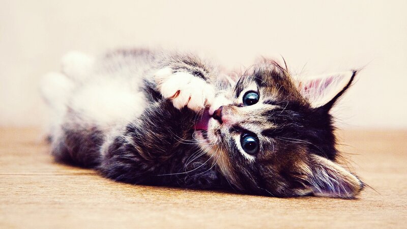 Kitten Lying on Back — Brown