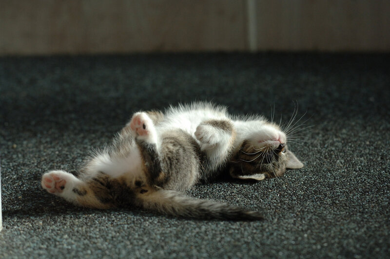 Kitten Lying on Back — Gray, Peaceful