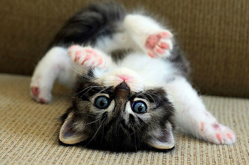 Kitten Lying on Back — Gray, Playful, Photograph