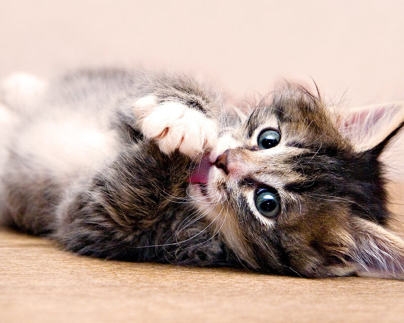 Kitten Lying on Back — Gray, Playful