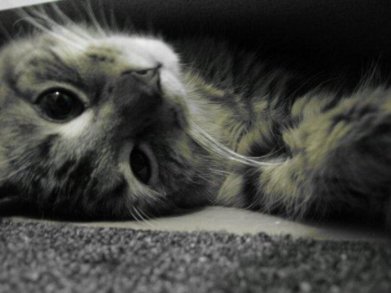 Kitten Lying on Back — Gray