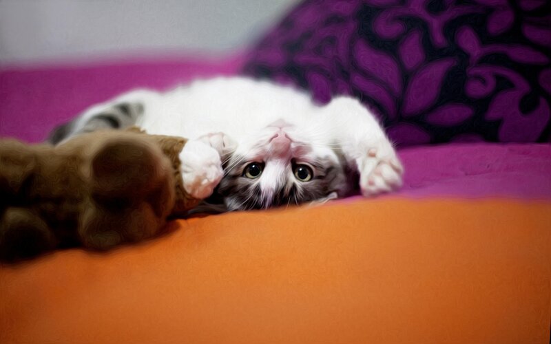 Kitten Lying on Back — Orange, Playful