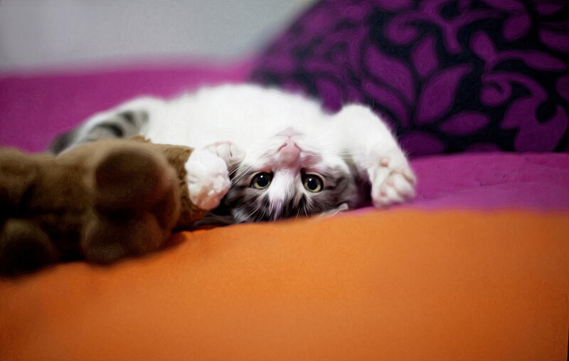 Kitten Lying on Back — Orange