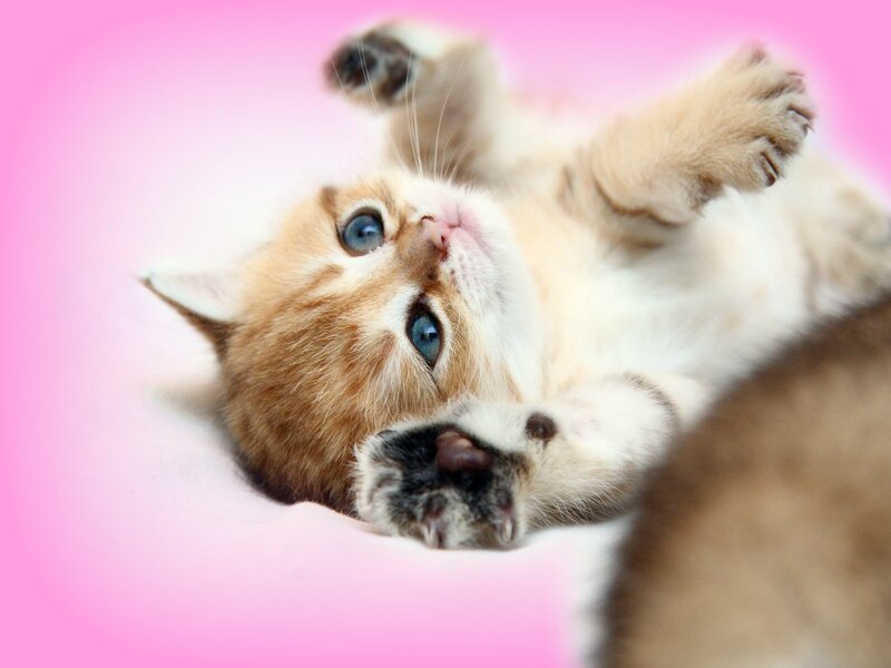 Kitten Lying on Back — Pink