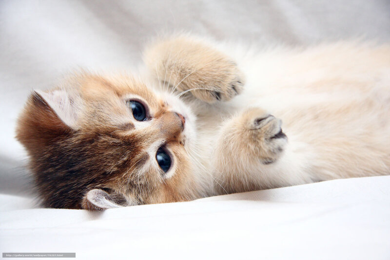 Kitten Lying on Back — White, Calm, Photograph