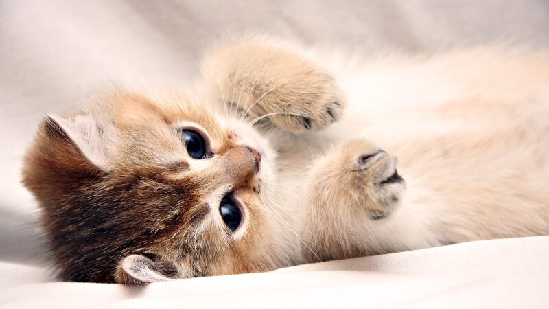 Kitten Lying on Back — White, Calm