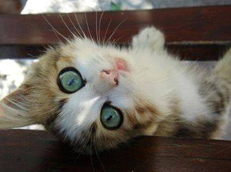 Kitten Lying on Back — White, Playful, Afternoon, Photograph, Cat