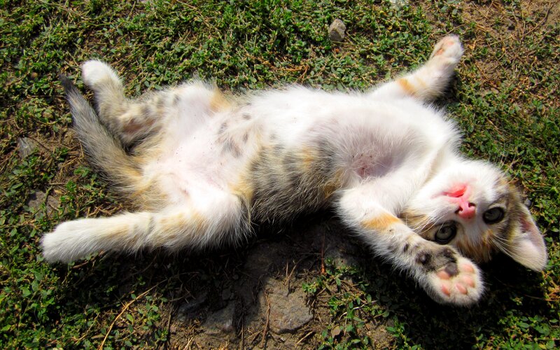 Kitten Lying on Back — White, Playful, Afternoon, Photograph