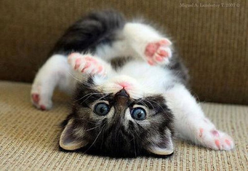 Kitten Lying on Back — White, Playful, Photograph, Couch