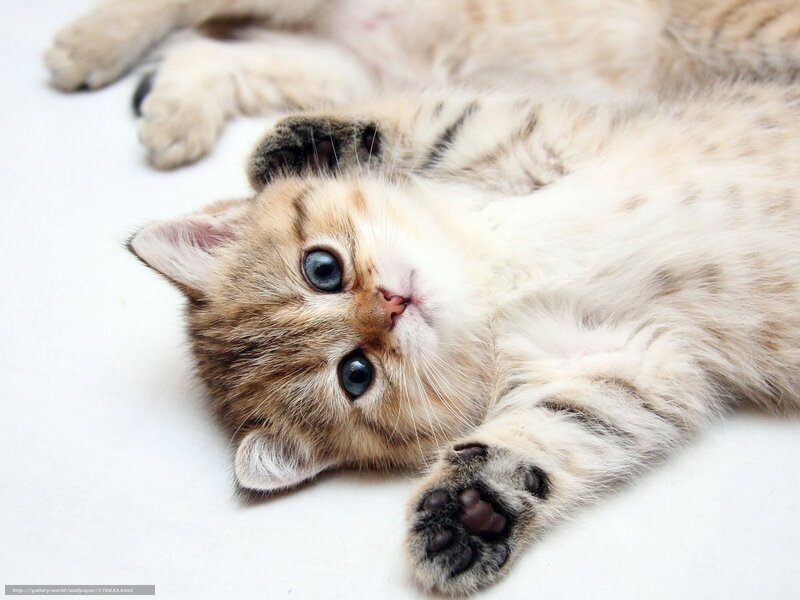 Kitten Lying on Back — White, Playful, Photograph, Paws