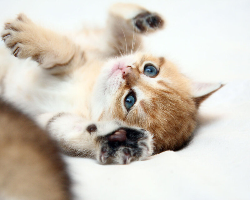 Kitten Lying on Back — White, Playful, Photograph