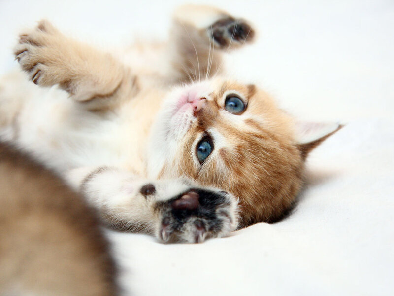 Kitten Lying on Back — White, Playful