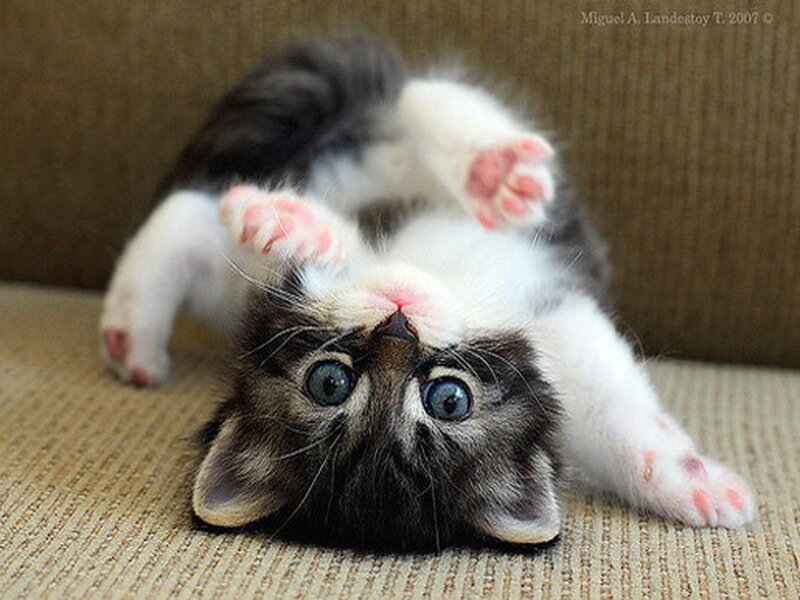 Kitten Lying on Back — White